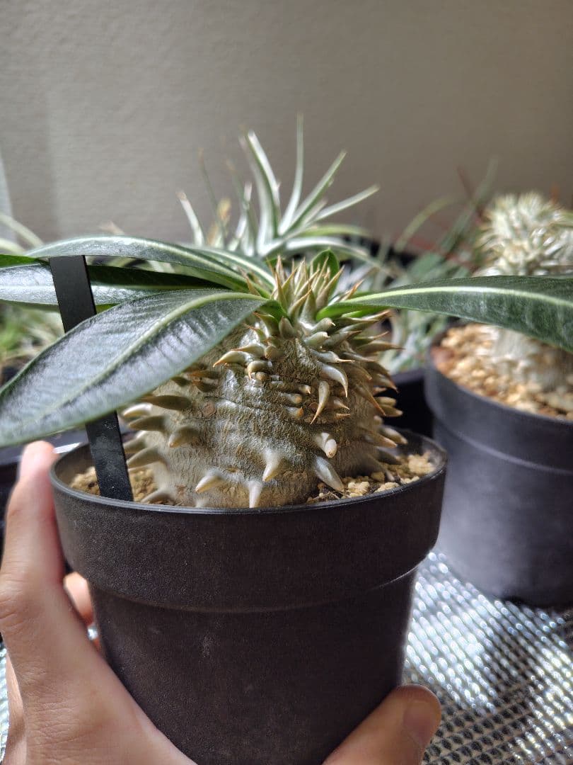 パキポディウム　恵比寿大黒