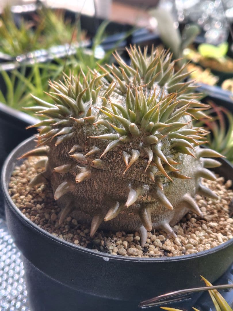 パキポディウム　恵比寿大黒