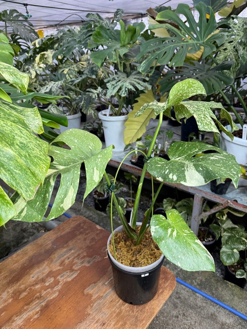 c*i様 5モンステラ　タイコンステレーション　スターライト