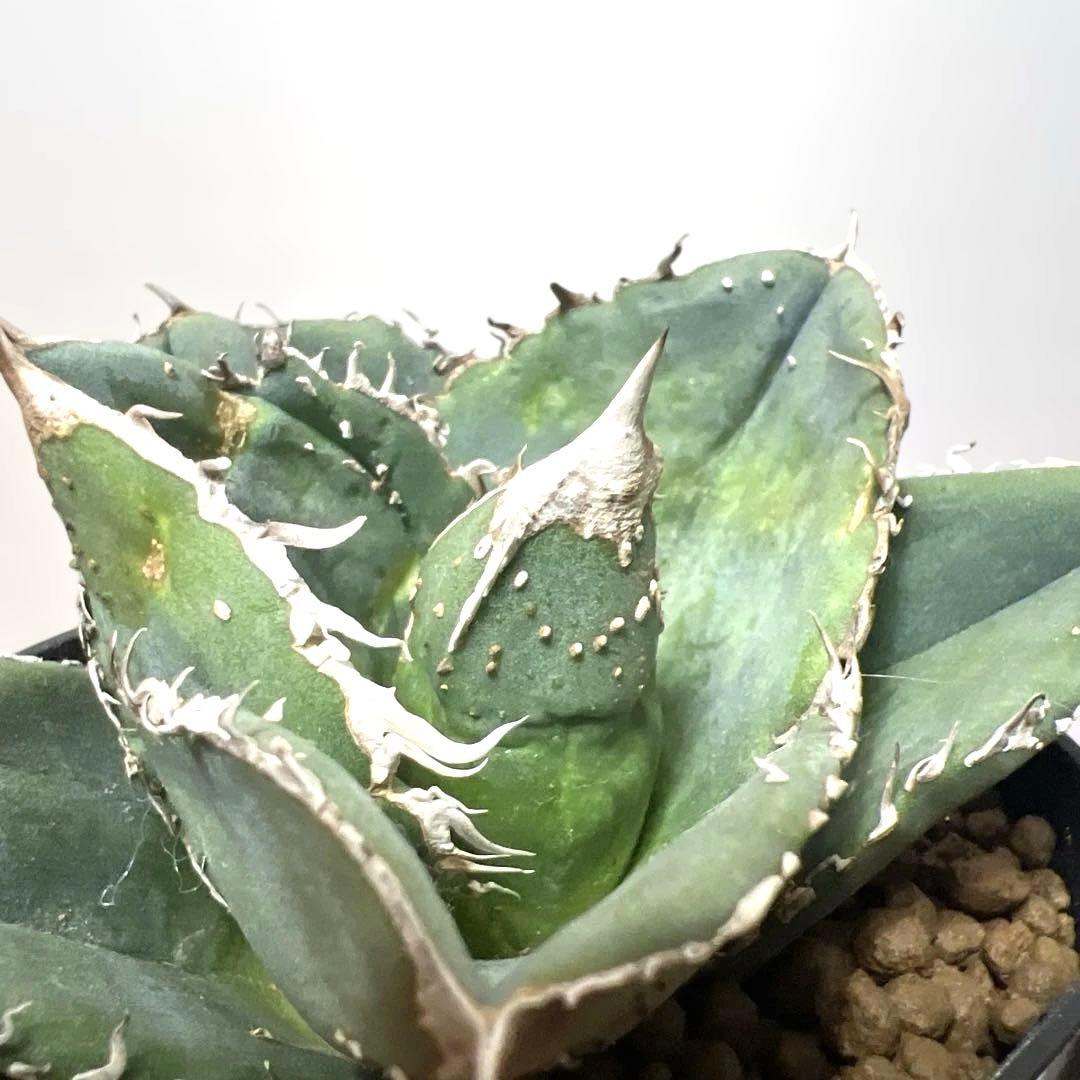 アガベ 鉢植発送 冰雹ブツブツ系 極上血統 超特選 スペシャル個体