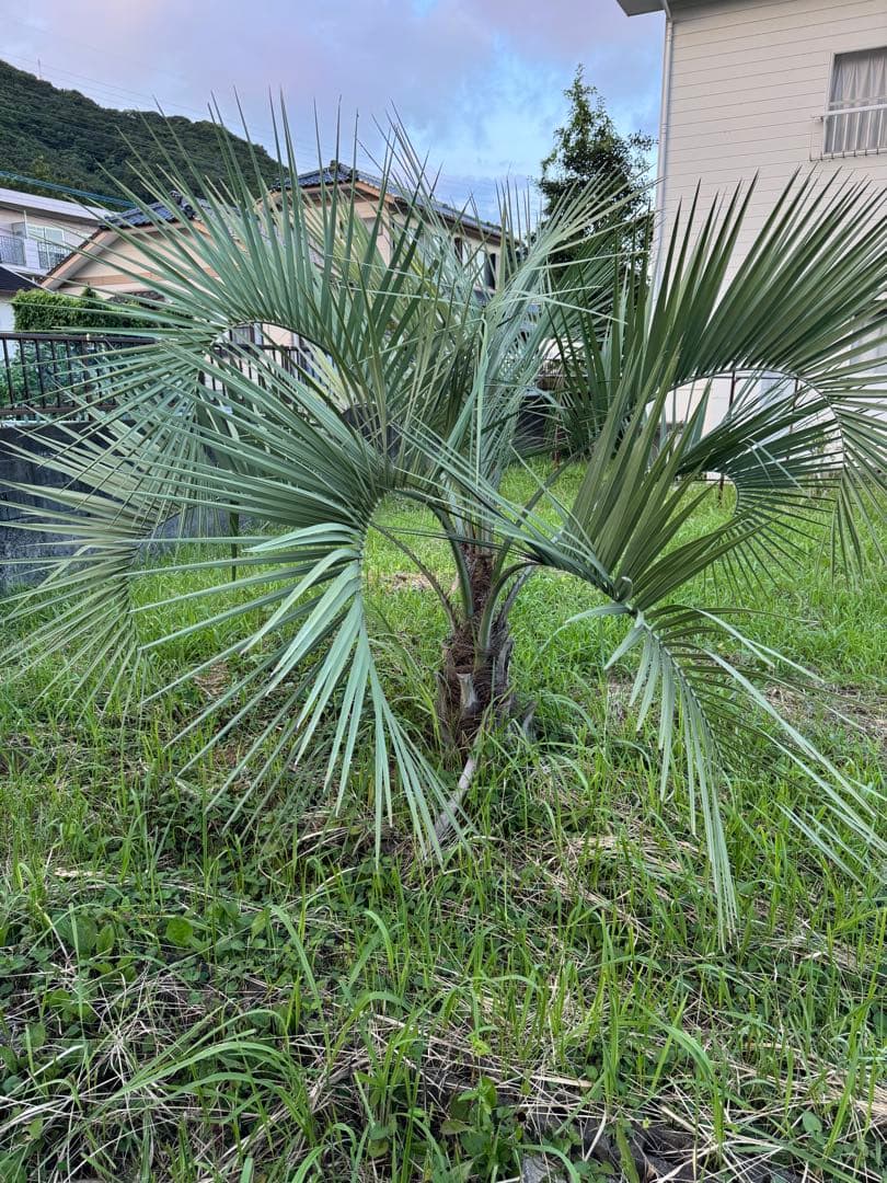 ココスヤシ　シルバーリーフ