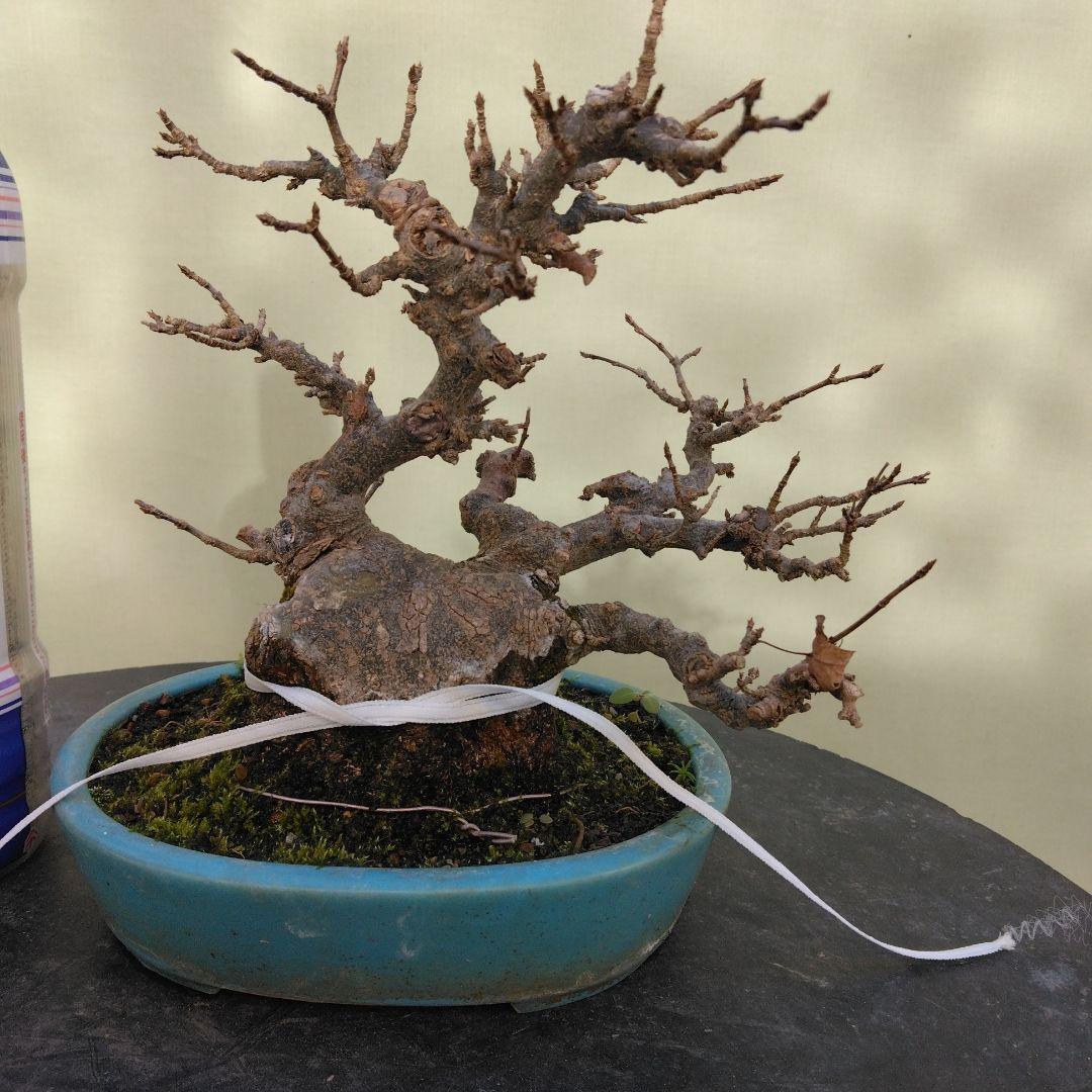カエデ小品盆栽です。太幹です。 値下げしました。
