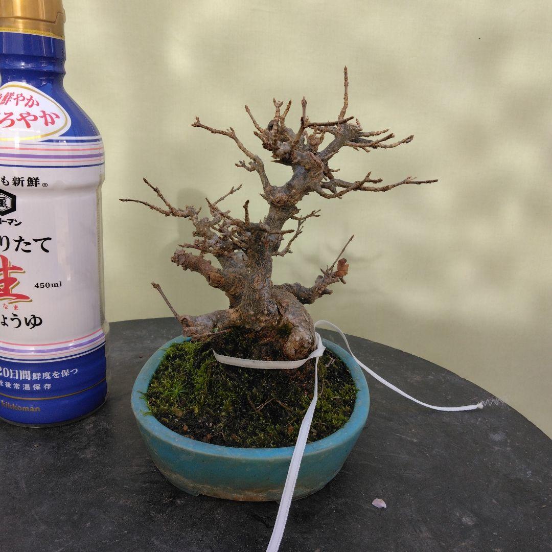 カエデ小品盆栽です。太幹です。 値下げしました。