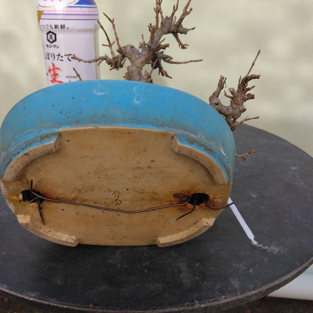 カエデ小品盆栽です。太幹です。 値下げしました。