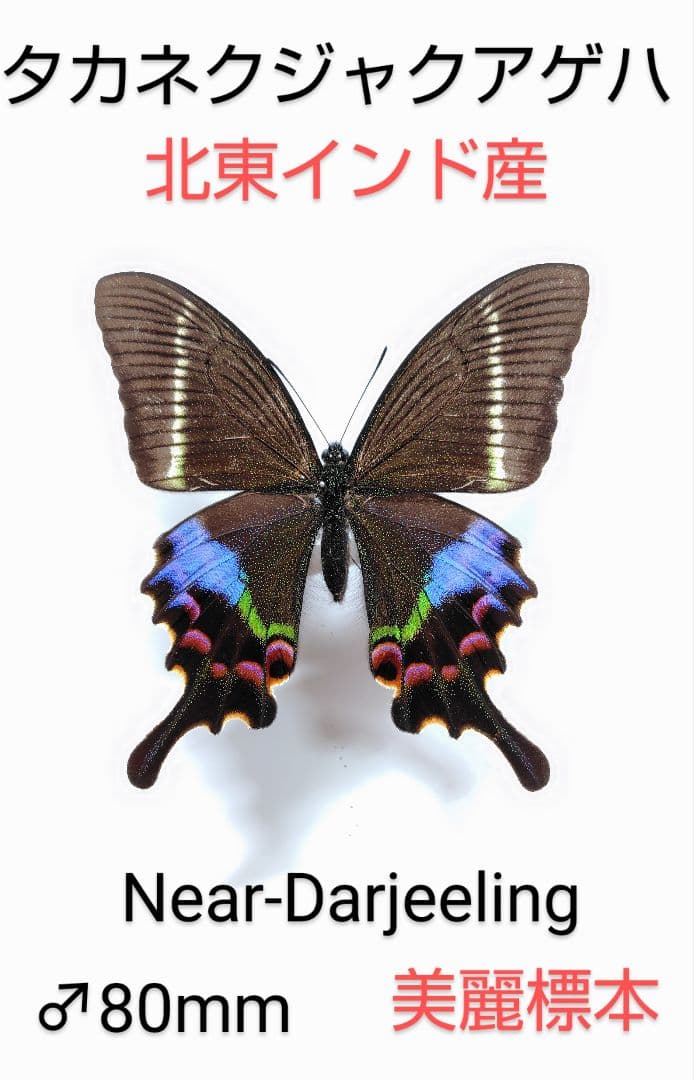 タカネクジャクアゲハ ♂標本 ★北東インド産★80mm詳細ラベル付美麗標本