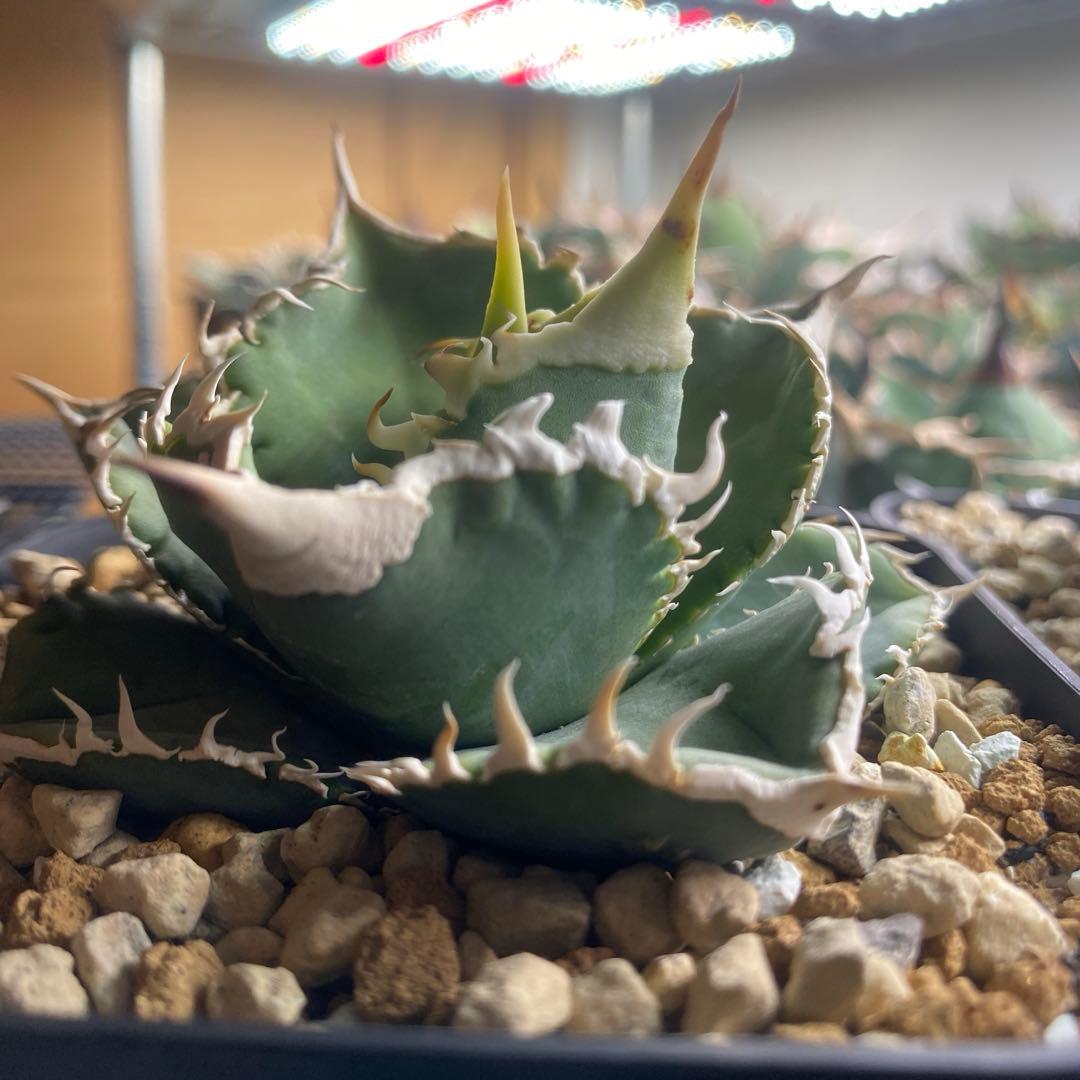 アガベチタノタ　大白鯊　ホオジロザメ子株　抜き苗発送子株②