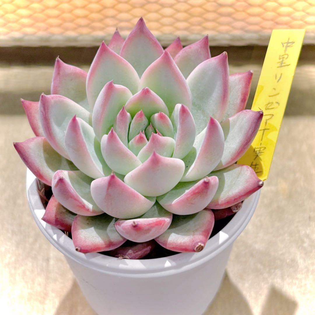 ア*ん様 中里リンゼアナ　札付き　抜き苗　多肉植物