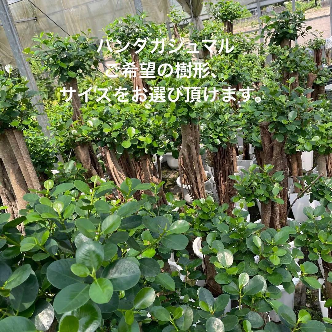 パンダガジュマル　ご希望の商品を選べます②