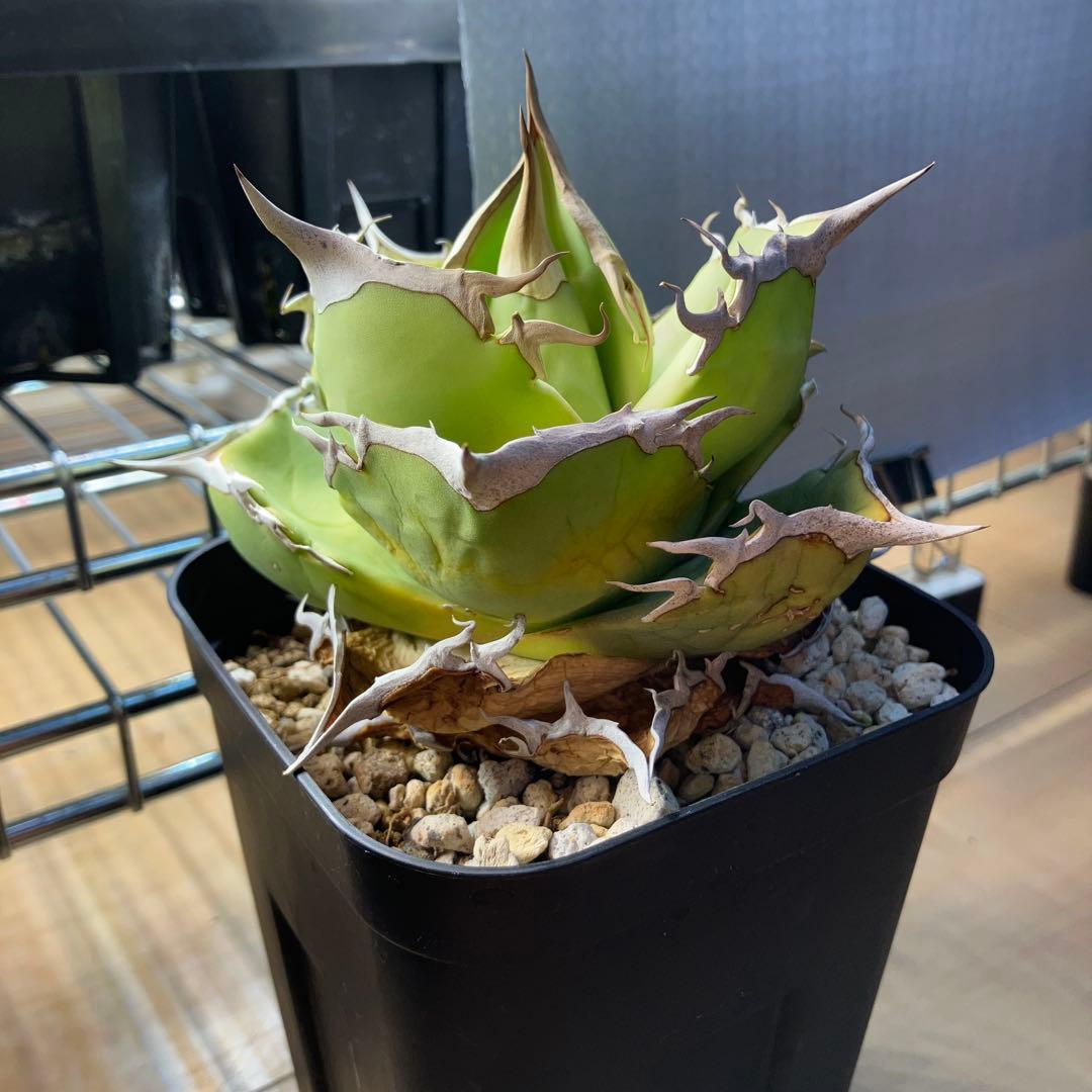 白犀牛　アガベ　中株②