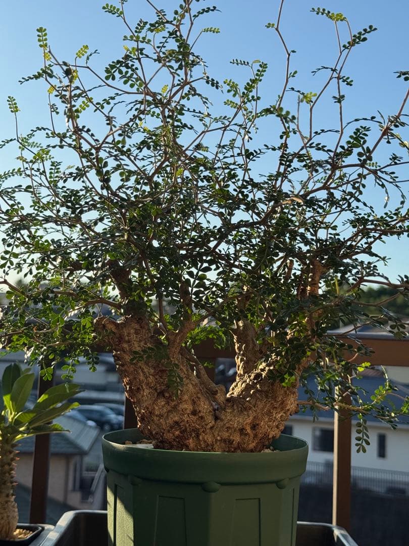 パカプ　オペルクリカリア パキプス