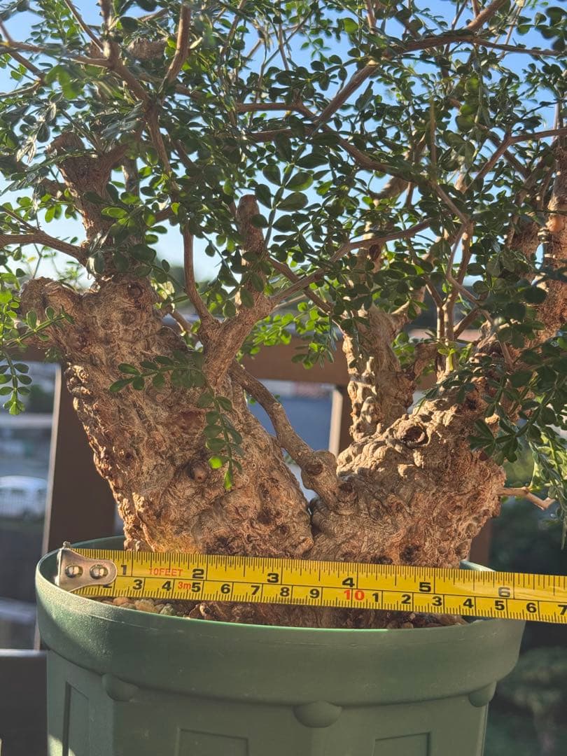 パカプ　オペルクリカリア パキプス