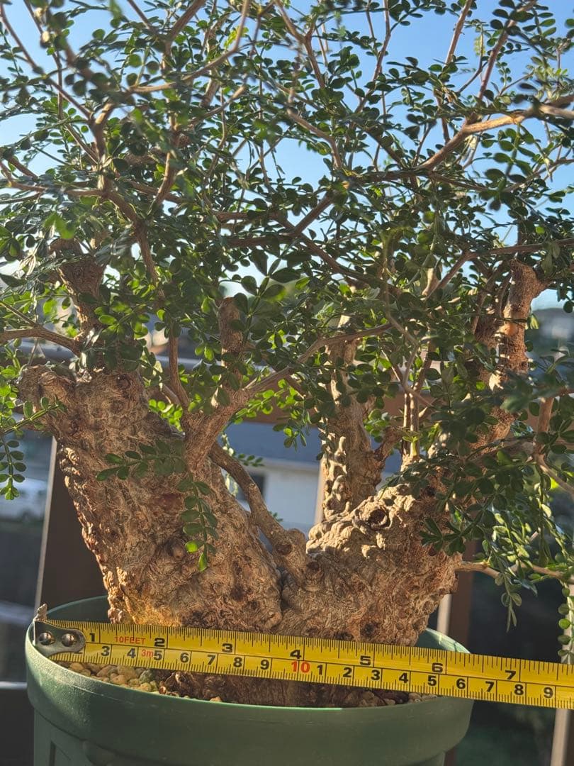 パカプ　オペルクリカリア パキプス