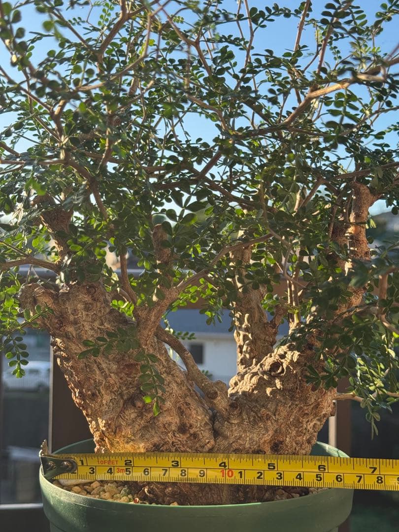 パカプ　オペルクリカリア パキプス