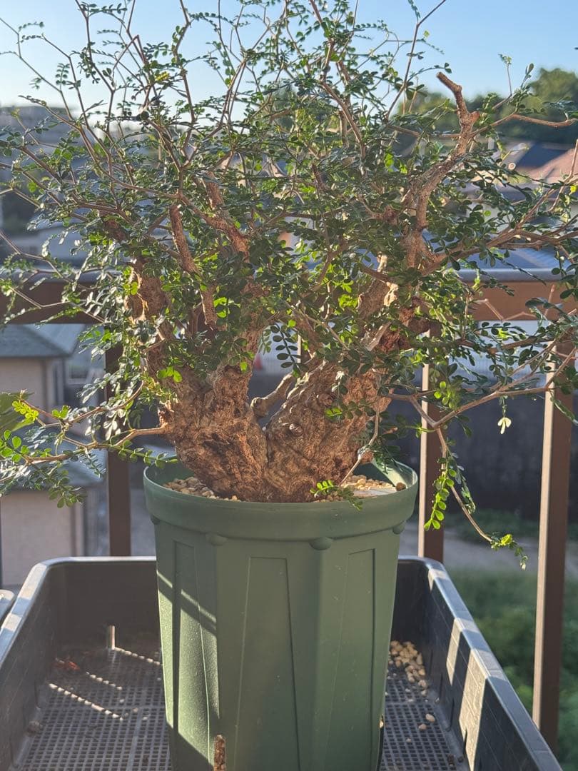 パカプ　オペルクリカリア パキプス