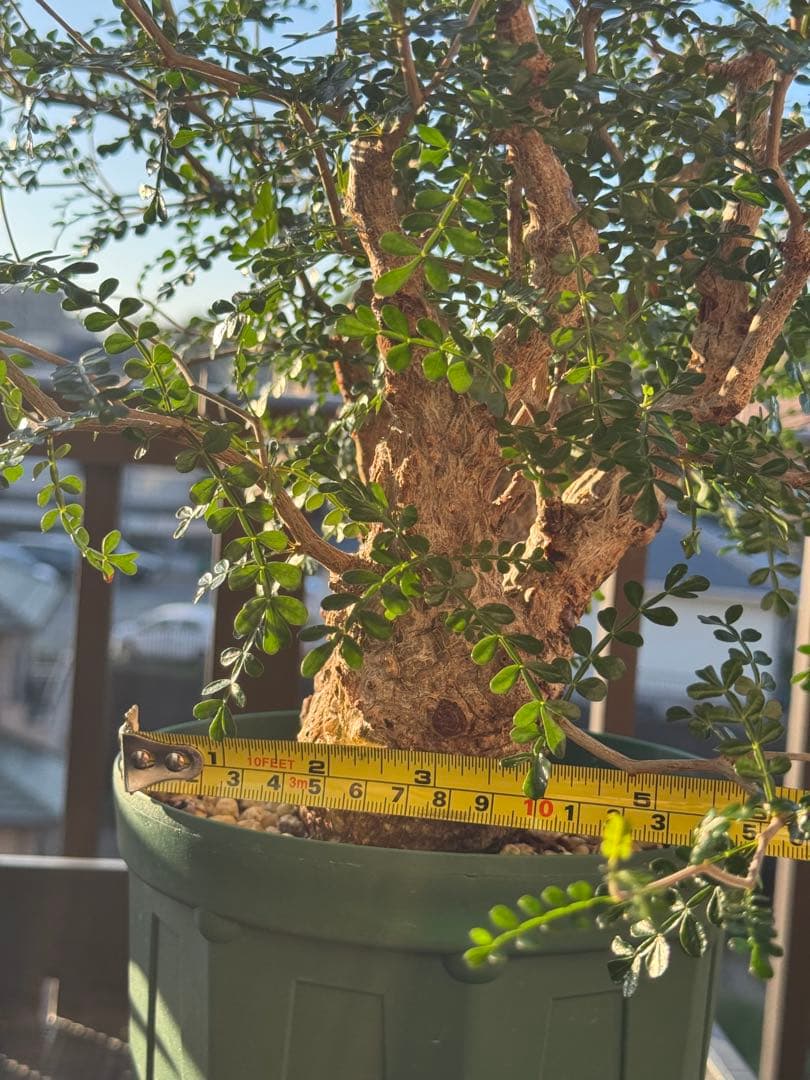 パカプ　オペルクリカリア パキプス