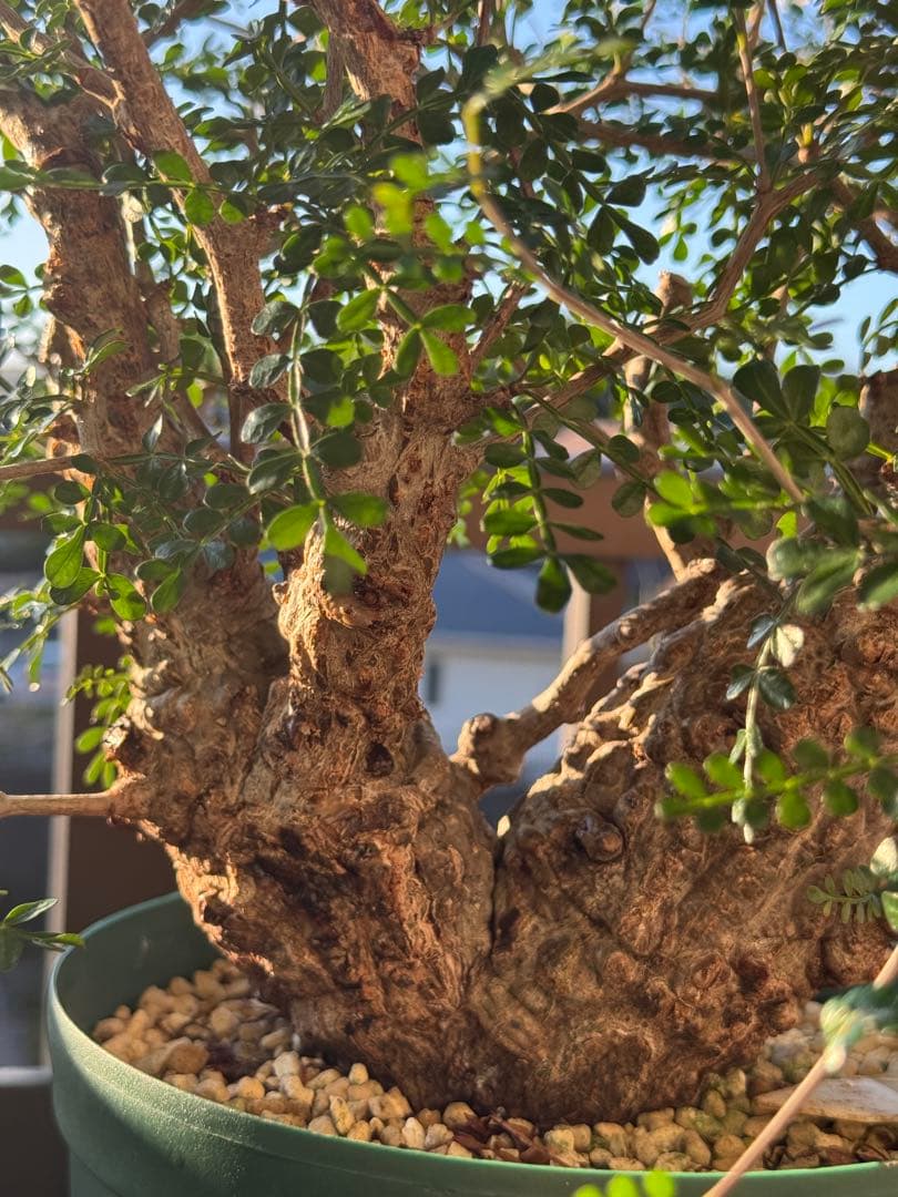 パカプ　オペルクリカリア パキプス