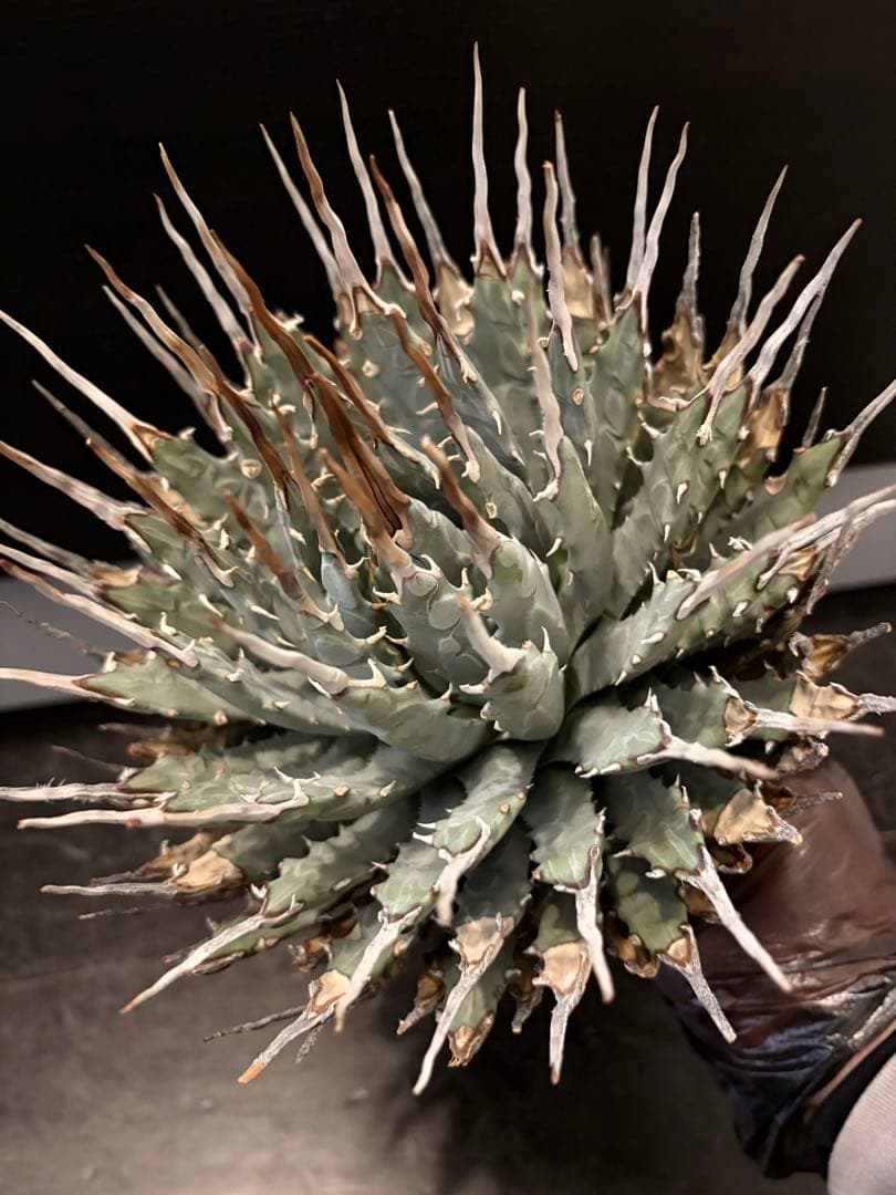 耐寒性アガベ エボリスピナ陽炎大株◇多肉サボテン南国ドライガーデン　チタノタ