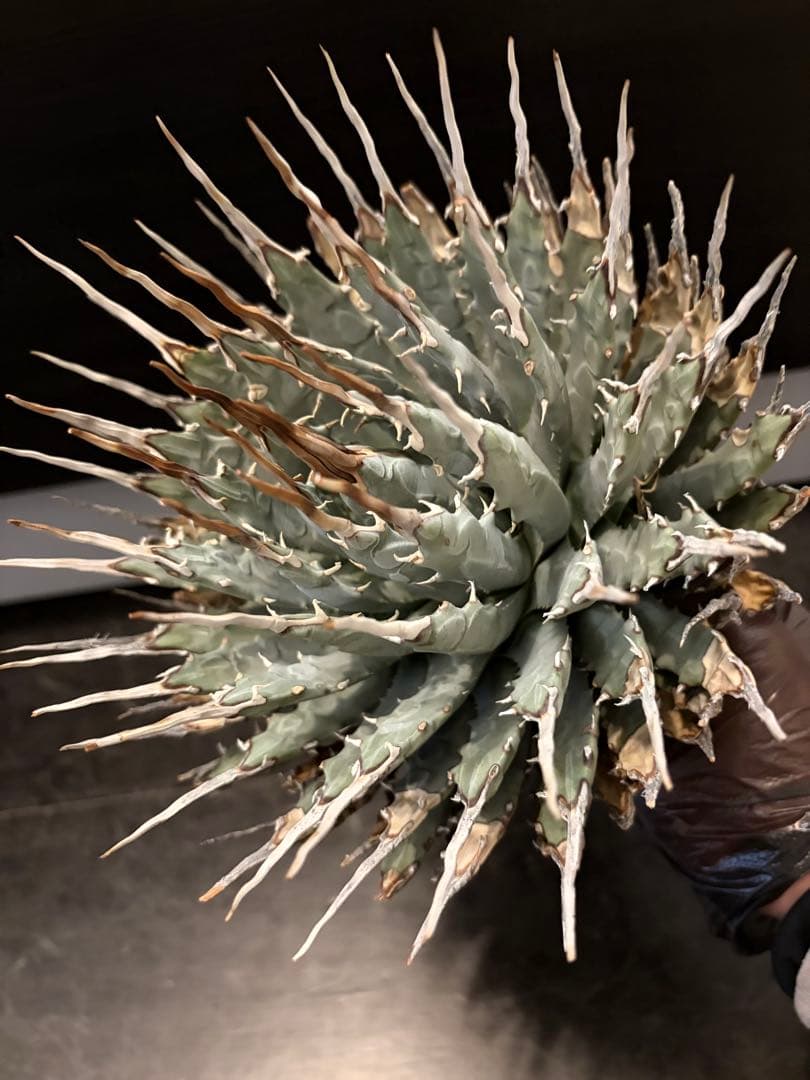 耐寒性アガベ エボリスピナ陽炎大株◇多肉サボテン南国ドライガーデン　チタノタ