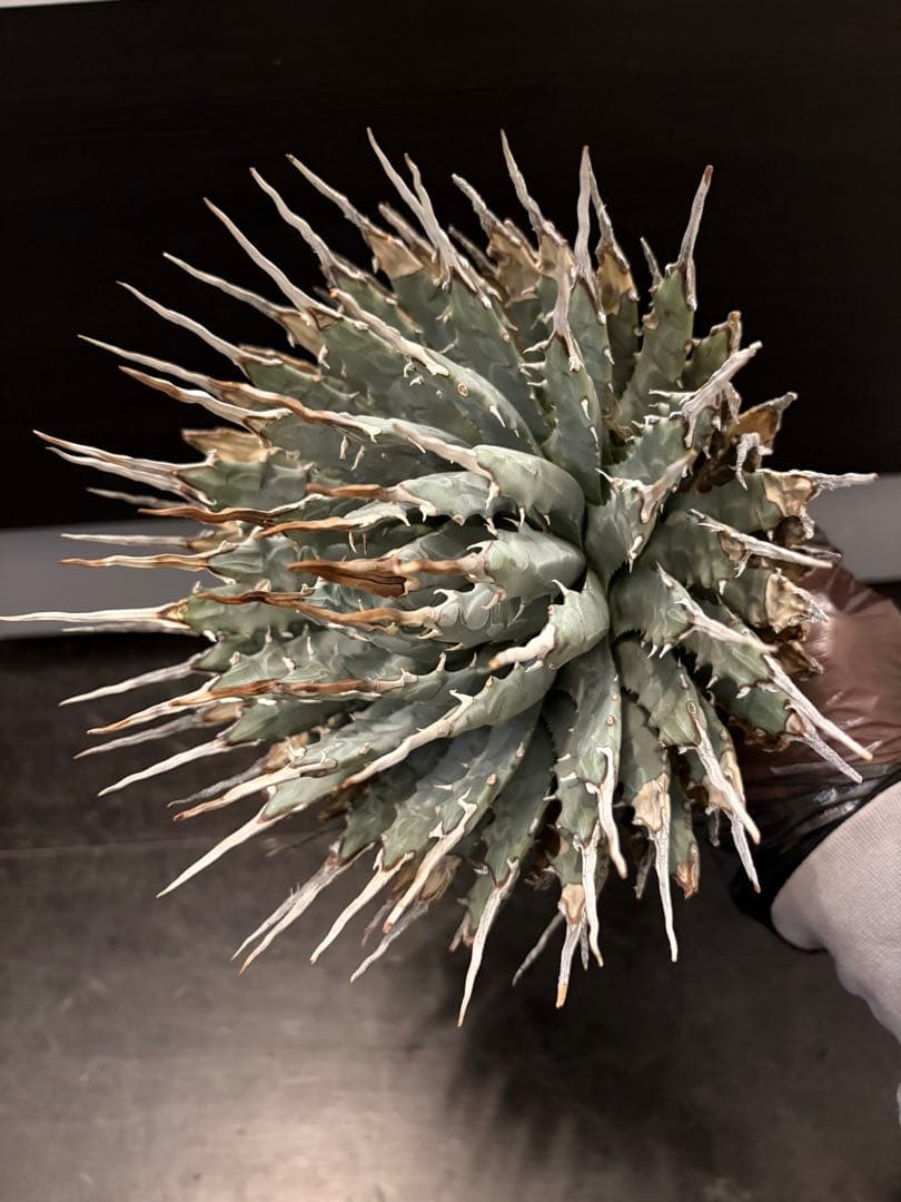 耐寒性アガベ エボリスピナ陽炎大株◇多肉サボテン南国ドライガーデン　チタノタ