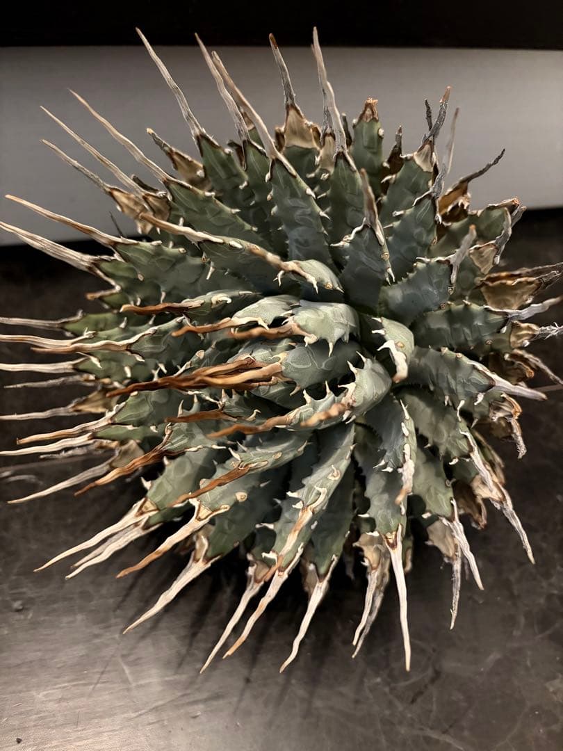 耐寒性アガベ エボリスピナ陽炎大株◇多肉サボテン南国ドライガーデン　チタノタ