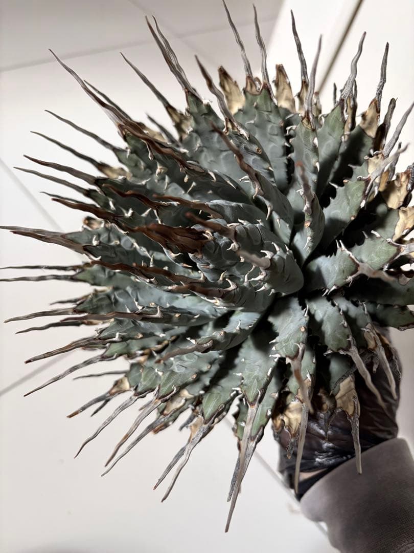 耐寒性アガベ エボリスピナ陽炎大株◇多肉サボテン南国ドライガーデン　チタノタ