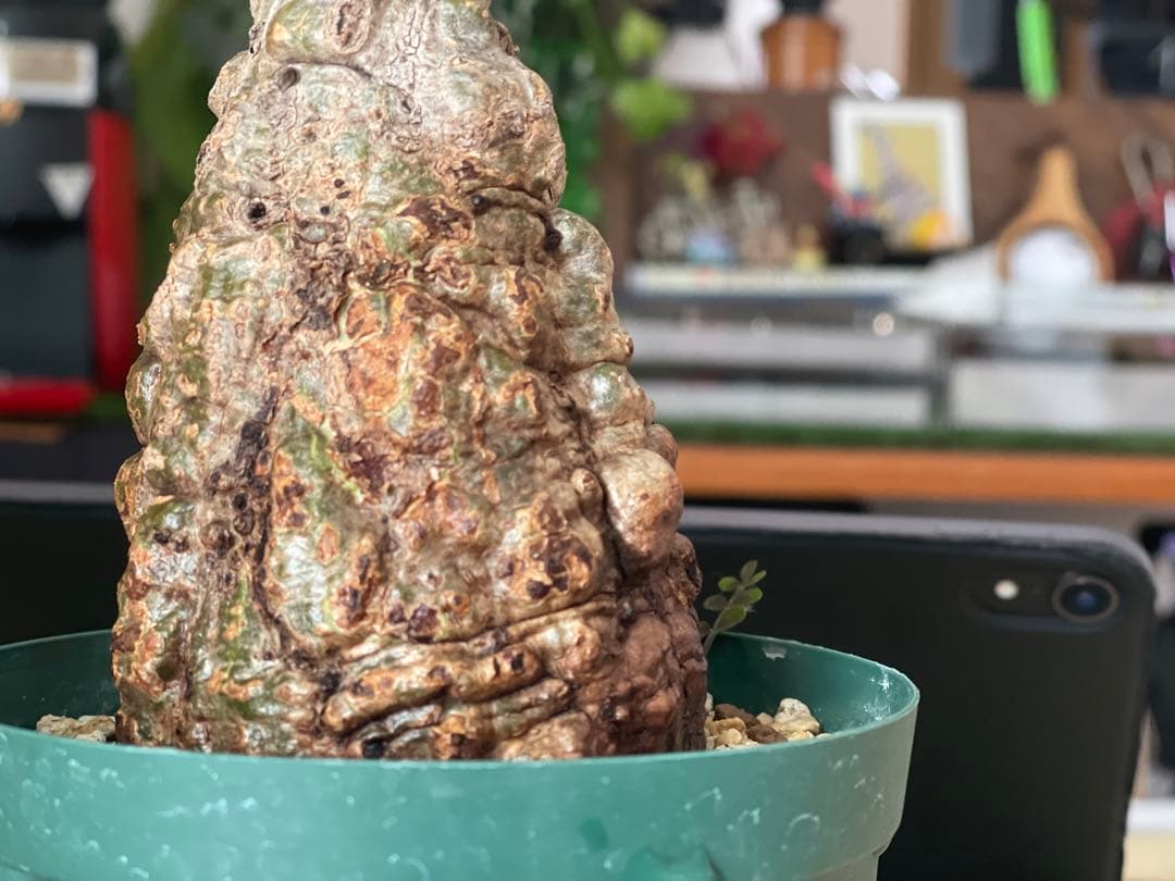 値下げ可能オペルクリカリア パキプスOperculicarya pachypus