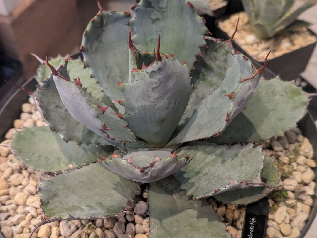 激レアハイブリッド グアダラハラナ×コロラータ 大株