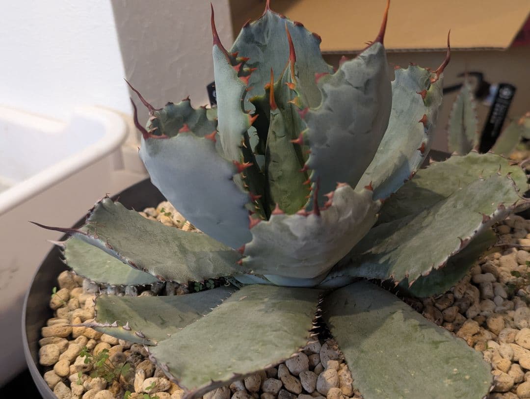 激レアハイブリッド グアダラハラナ×コロラータ 大株