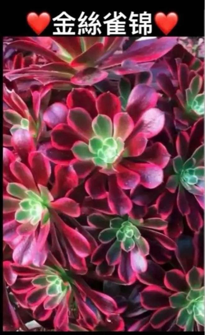 53”#多肉植物アエオニウム錦❤️金絲雀锦❤️1大頭3-5 子芽24cm拔き苗