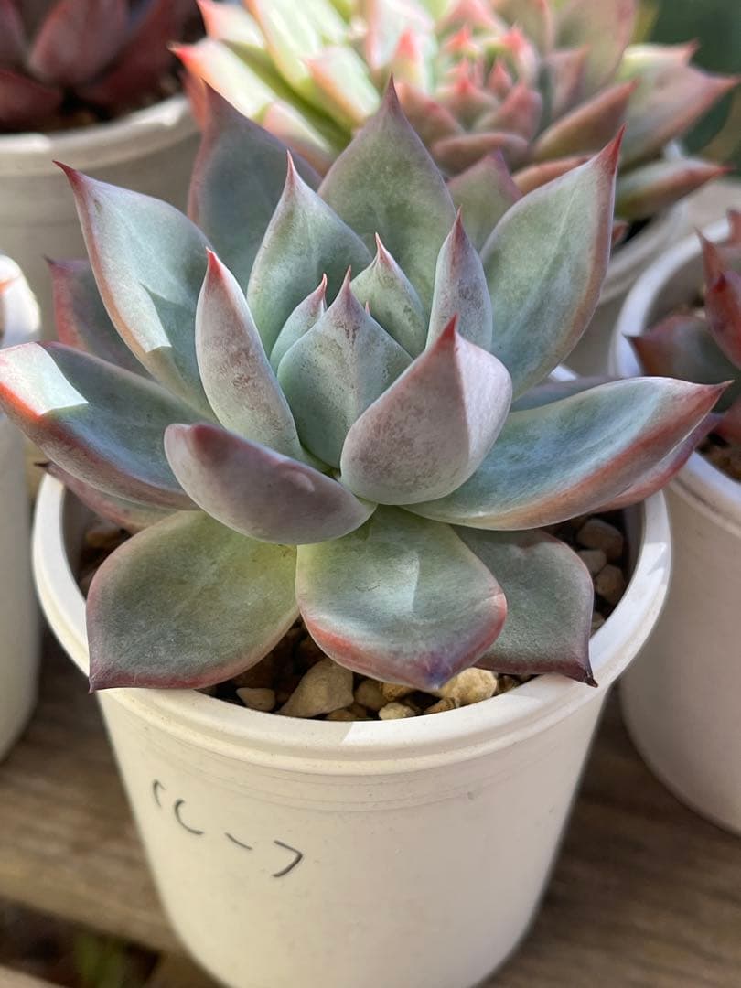 ば*肉様 エケベリア セット ① 札付き　サボテン相談室