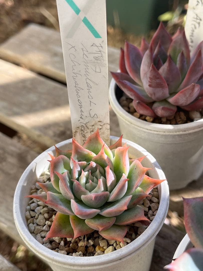 ば*肉様 エケベリア セット ① 札付き　サボテン相談室