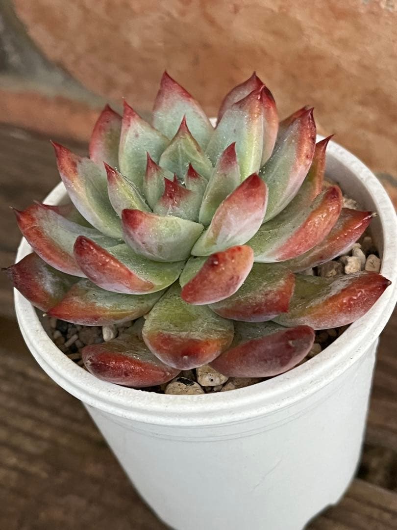 ば*肉様 エケベリア セット ① 札付き　サボテン相談室