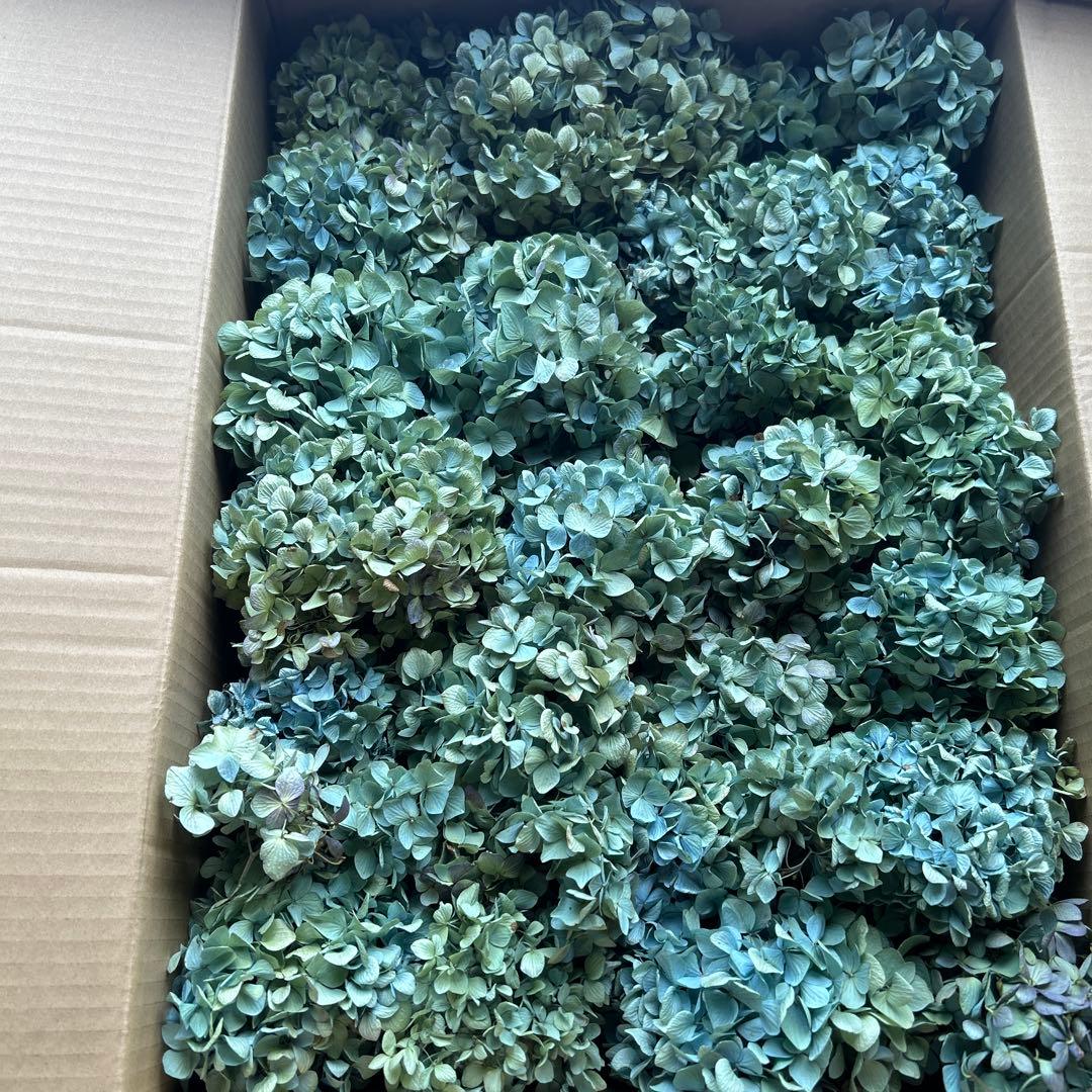 紫陽花ドライフラワー L2 120サイズ 秋色紫陽花 北海道産 タイムセール