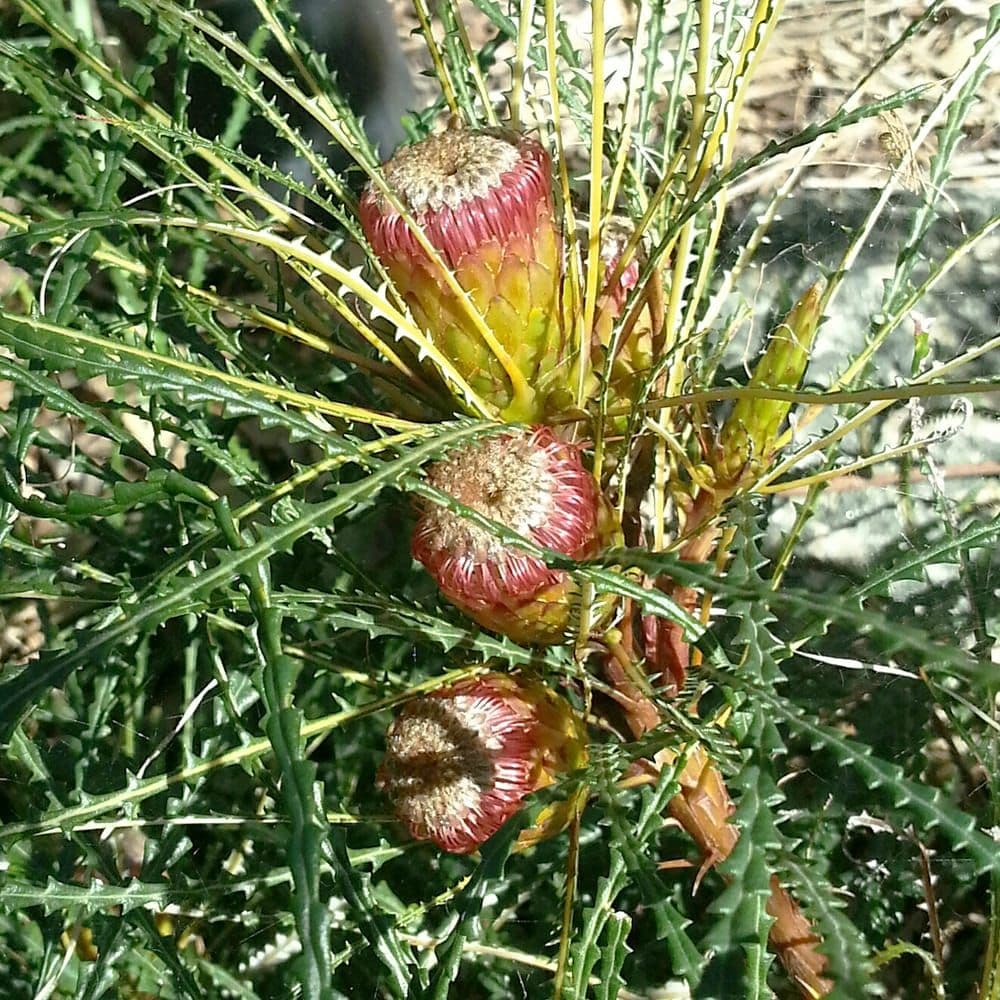 バンクシア　ニベア　6号（プロテア、グレビレア、リューカデンドロン）