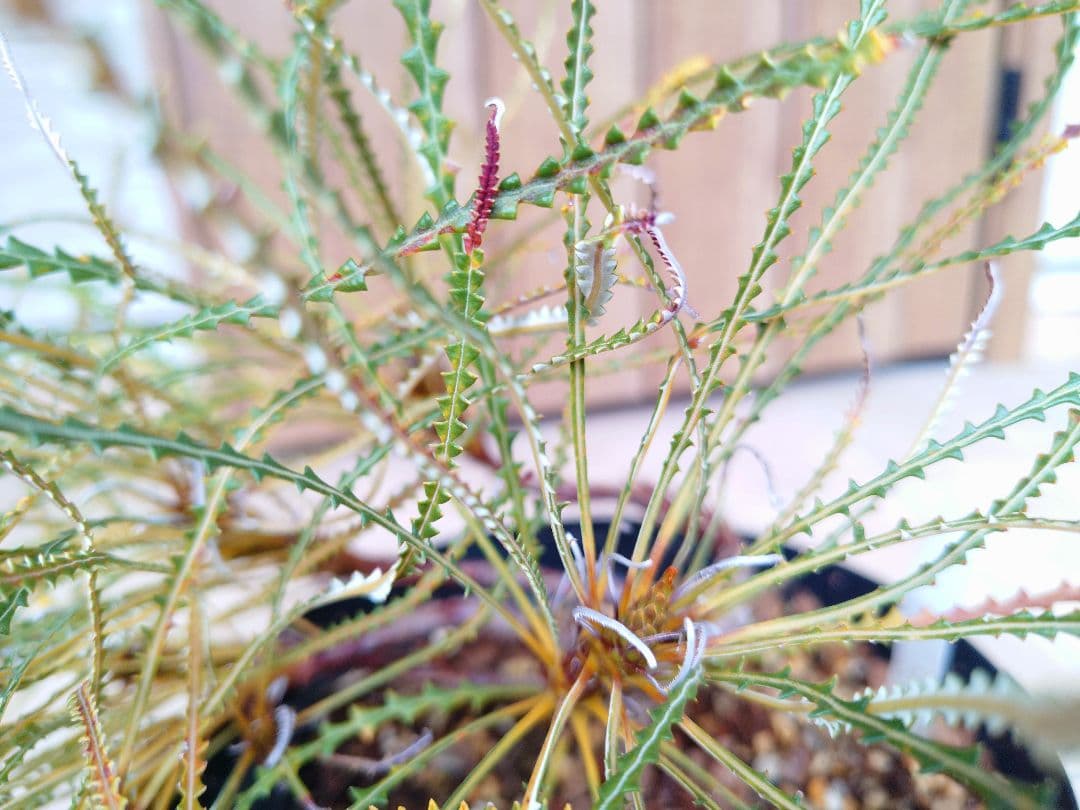 バンクシア　ニベア　6号（プロテア、グレビレア、リューカデンドロン）