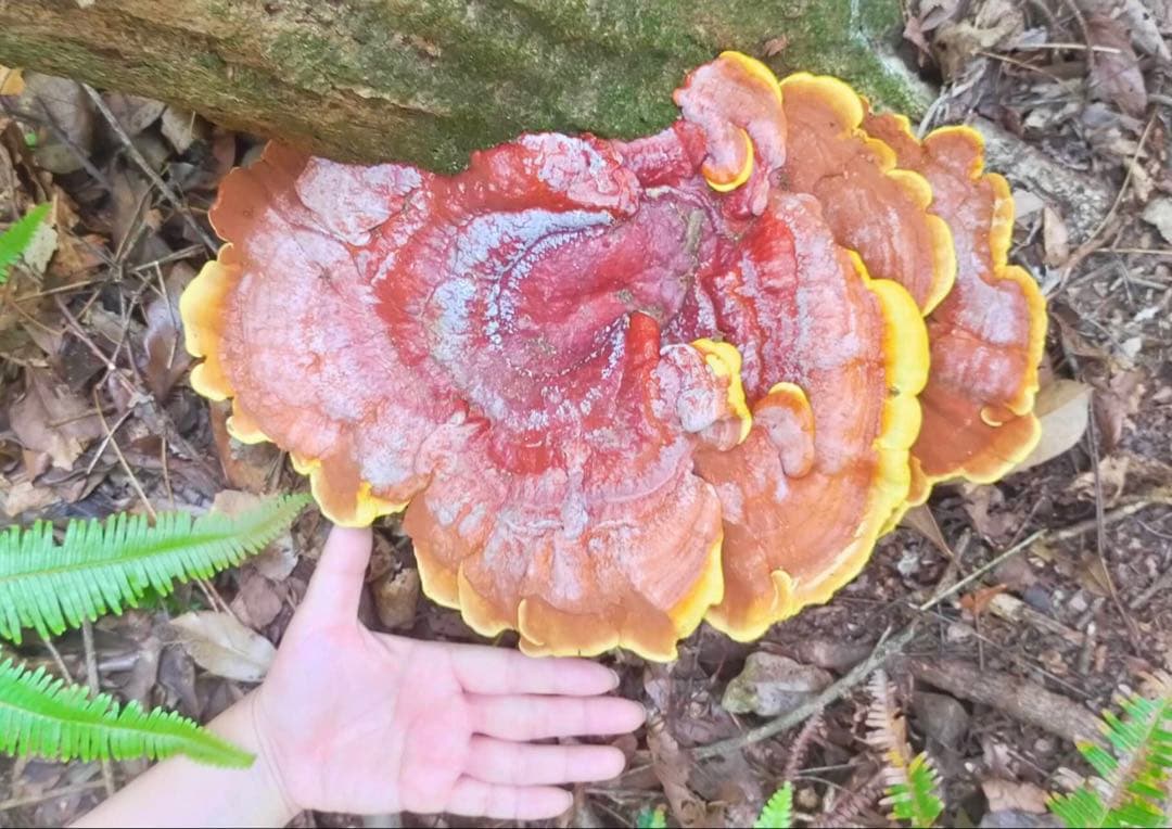 天然マンネンタケ　霊芝　巨大