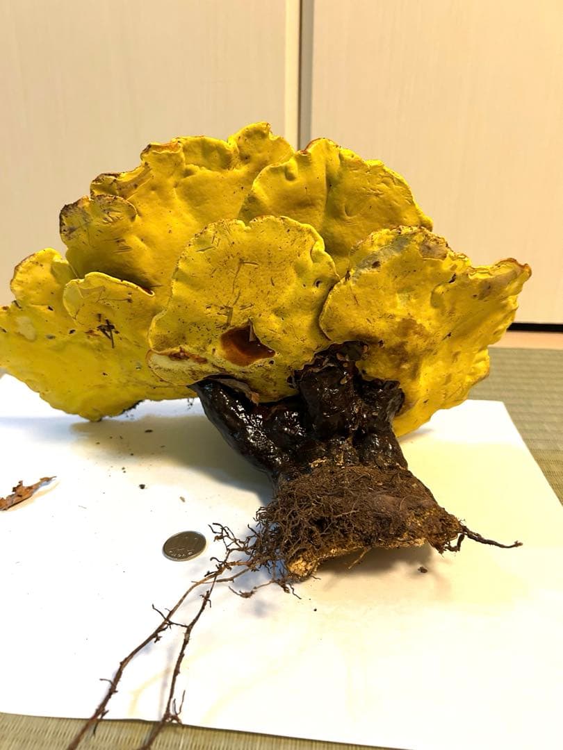 天然マンネンタケ　霊芝　巨大