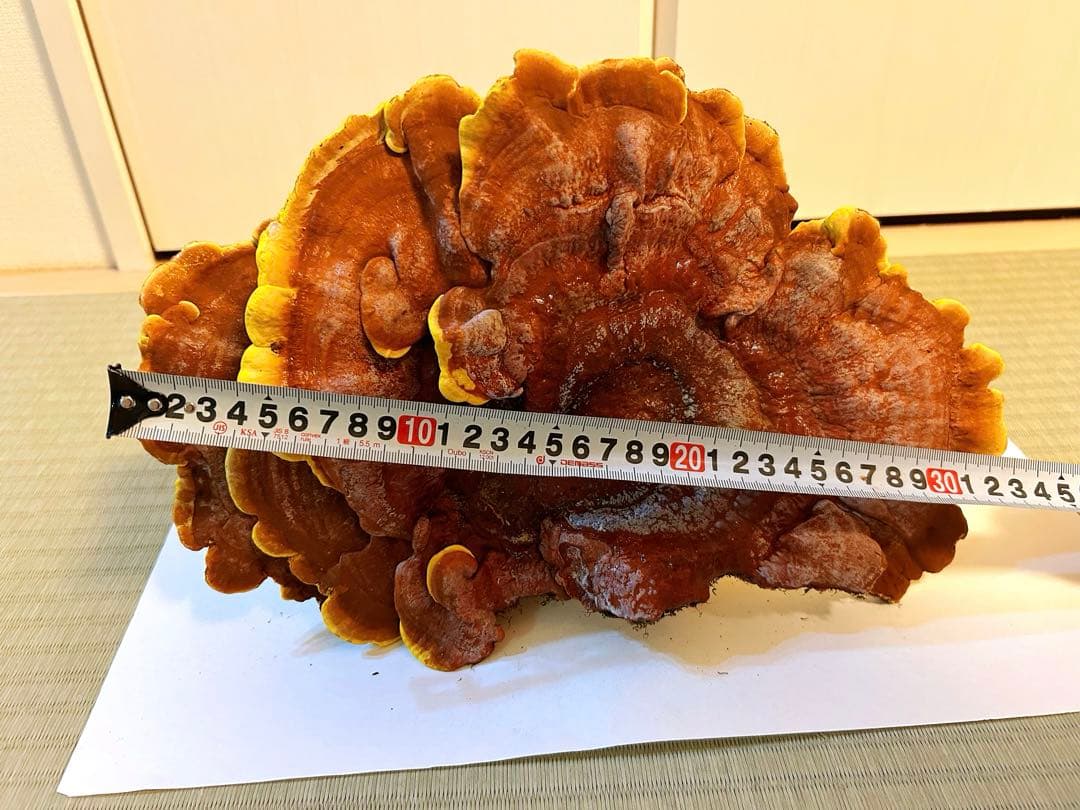 天然マンネンタケ　霊芝　巨大