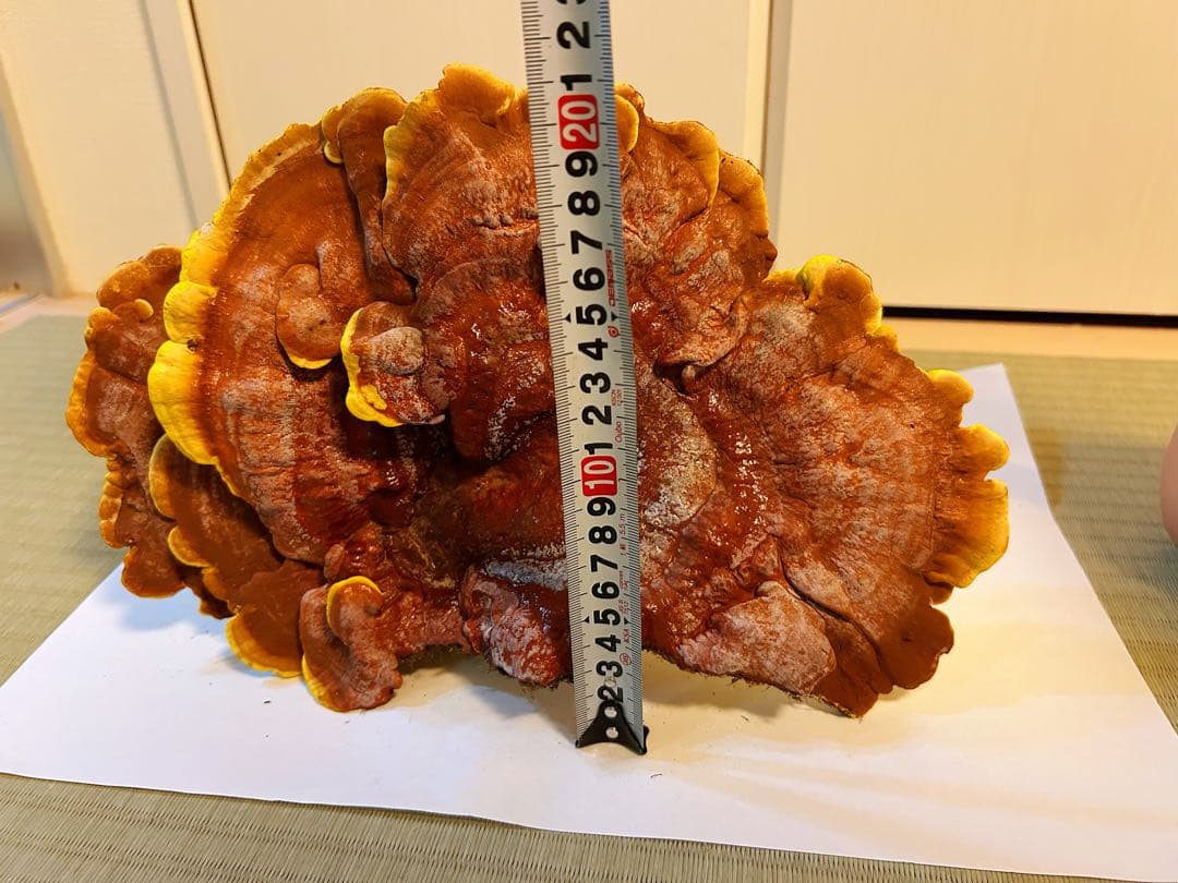 天然マンネンタケ　霊芝　巨大