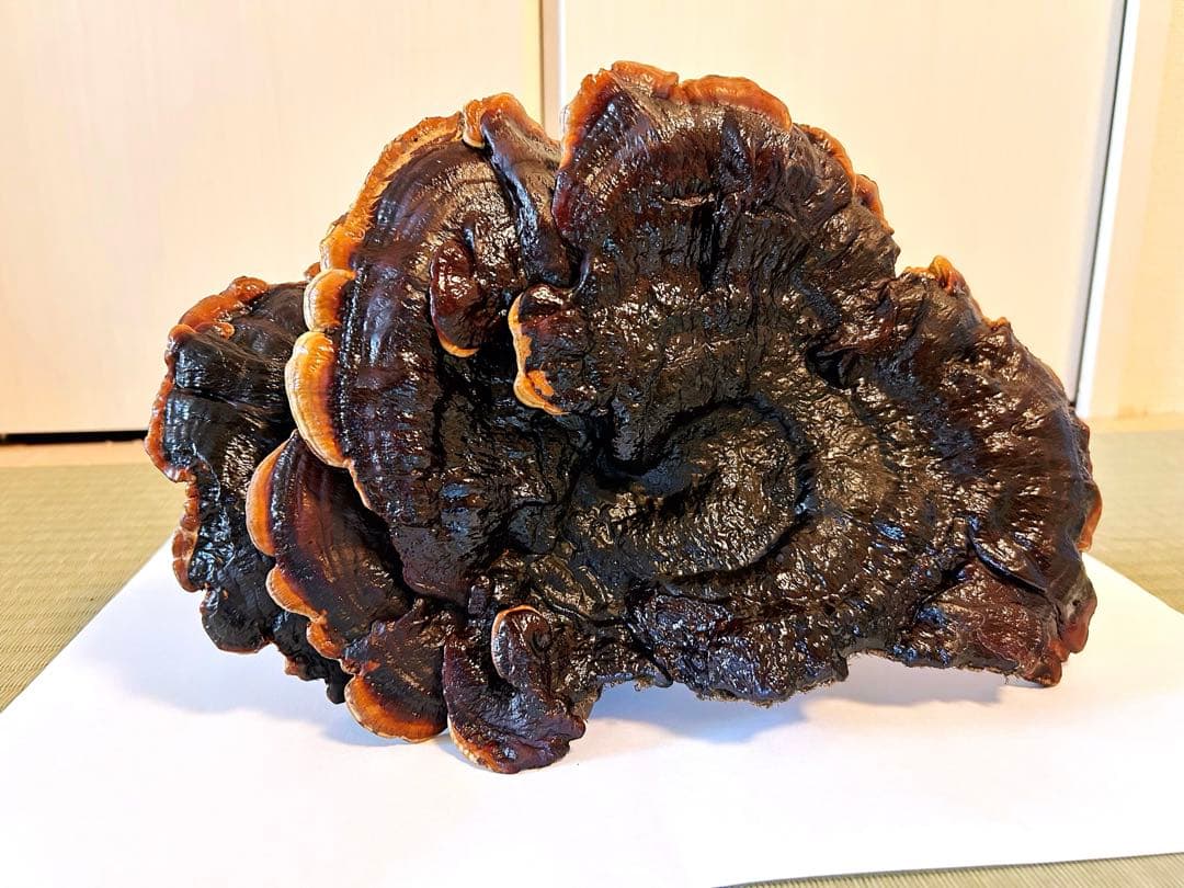 天然マンネンタケ　霊芝　巨大