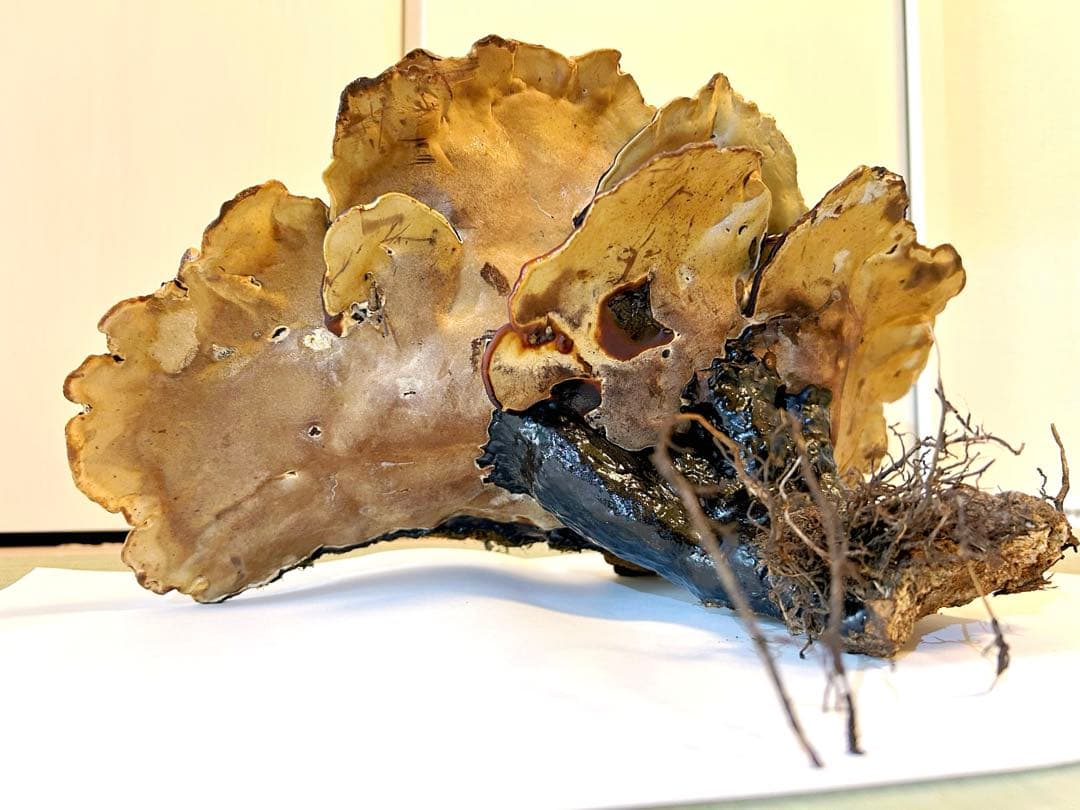 天然マンネンタケ　霊芝　巨大