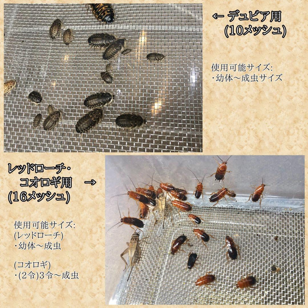 iReiNa様　S(フル)(コ)