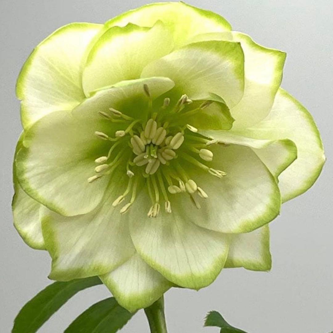 【希少】クリスマスローズ苗　実生1苗