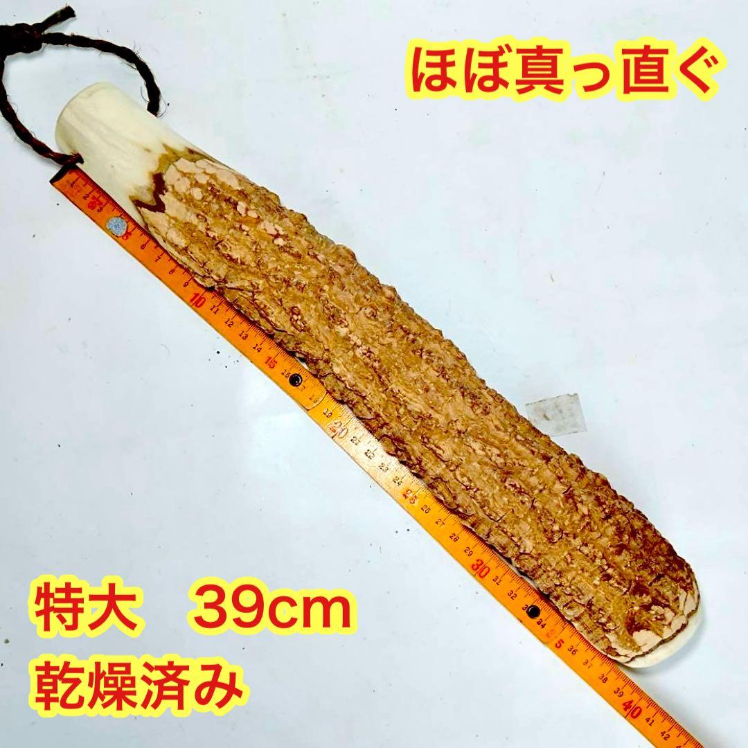 59♦️極上品 特大♦️超極太6.3cm 天然本山椒すりこぎ棒　プロ用　国産山椒の木
