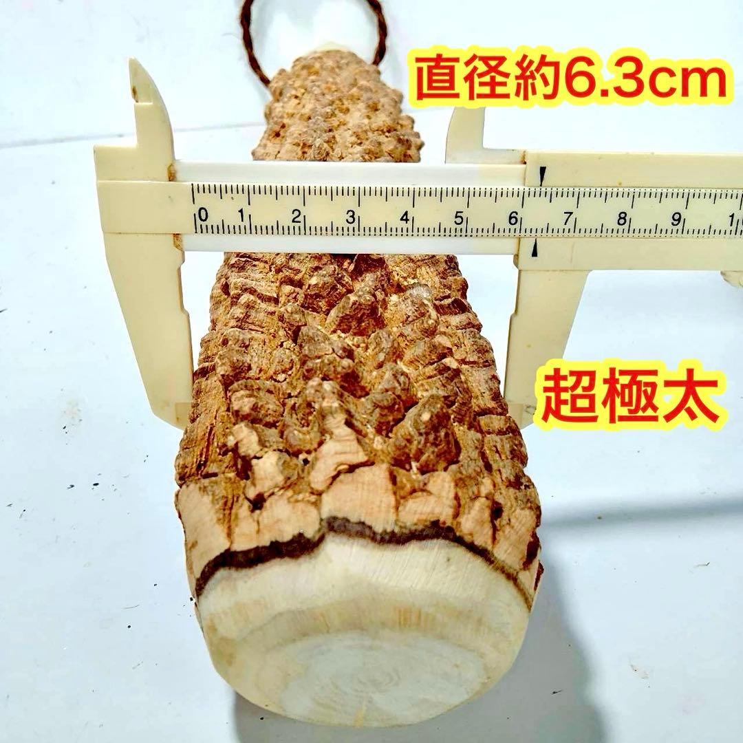 59♦️極上品 特大♦️超極太6.3cm 天然本山椒すりこぎ棒　プロ用　国産山椒の木
