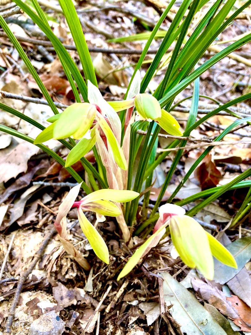 【春蘭＊開花株＊5つの可憐なお花が咲いています】天然/野生/里山自生/山野草