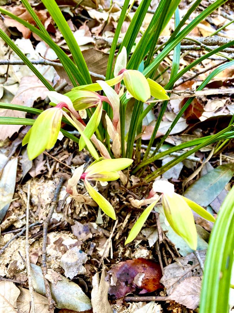 【春蘭＊開花株＊5つの可憐なお花が咲いています】天然/野生/里山自生/山野草