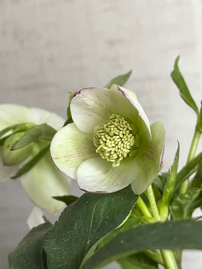 デュメトラム交配　大木ナーサリー　ss.ホワイト