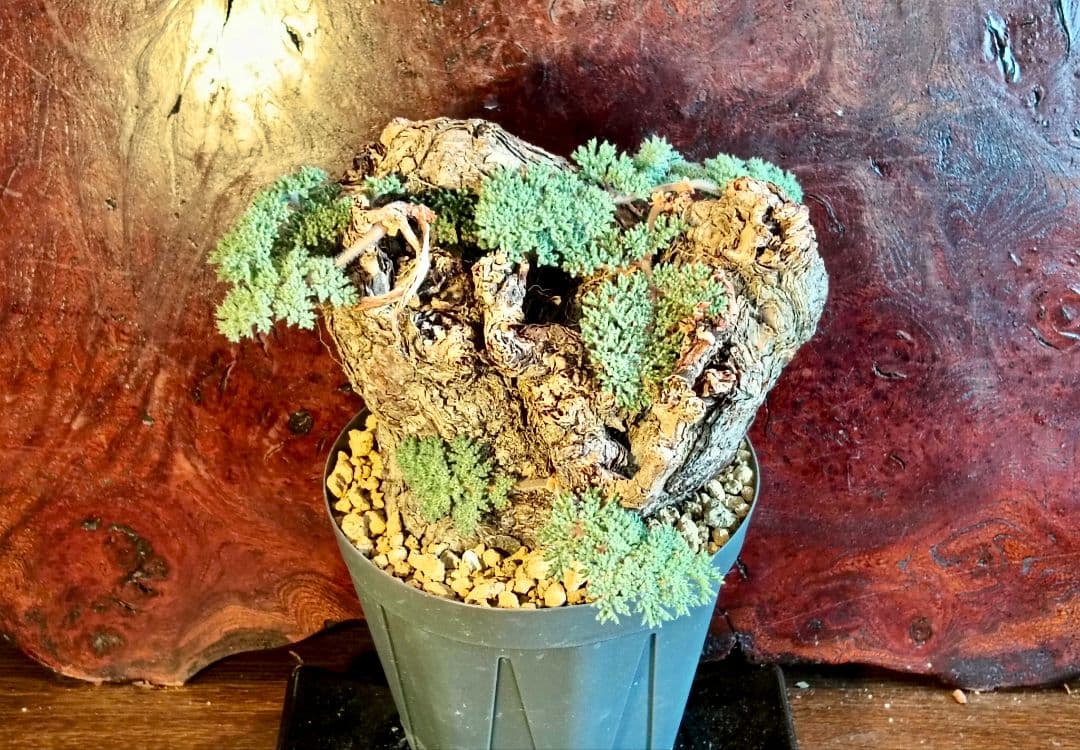 ペラルゴニウム　トリステ　発根済み