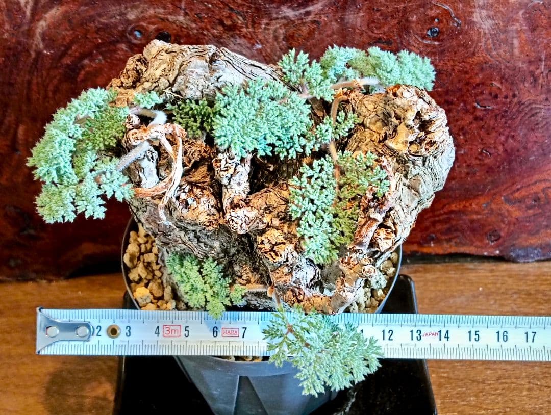 ペラルゴニウム　トリステ　発根済み